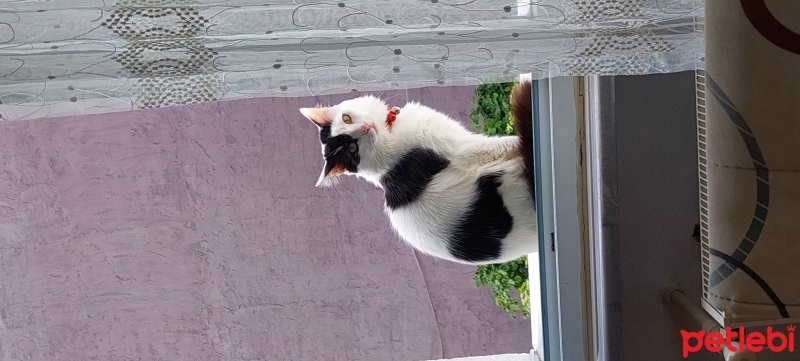 Tekir Kedi, Kedi  Pamuk fotoğrafı