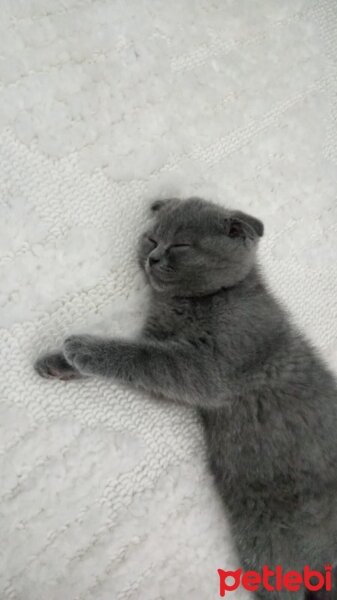 Scottish Fold, Kedi  Muffin fotoğrafı