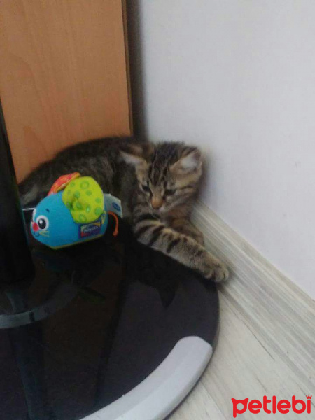 Tekir Kedi, Kedi  Yaramaz fotoğrafı