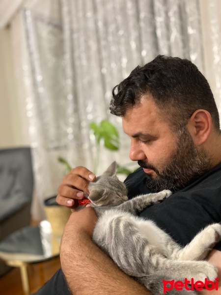 Brazilian Shorthair, Kedi  Boncuk fotoğrafı