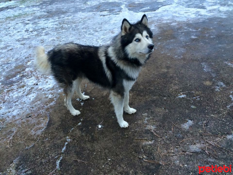 Sibirya Kurdu (Husky), Köpek  Thor  fotoğrafı