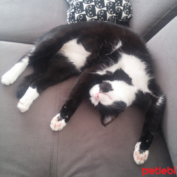 Tuxedo (Smokin) Kedi, Kedi  Gölge fotoğrafı