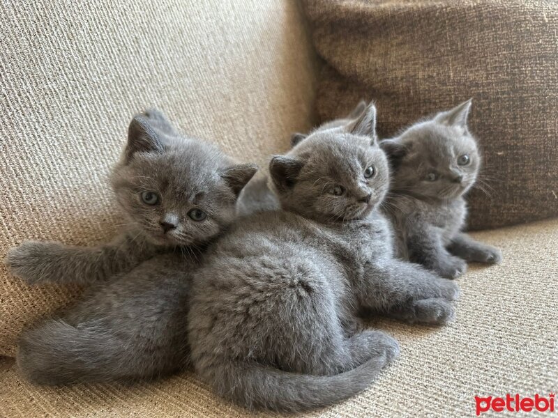 British Shorthair, Kedi  british shorthair yavrular fotoğrafı