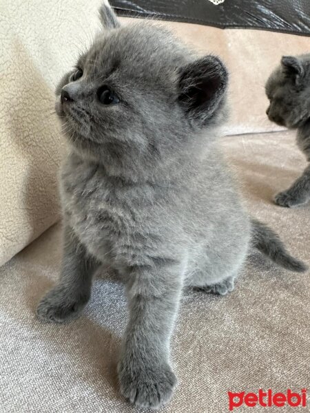 British Shorthair, Kedi  british shorthair yavrular fotoğrafı