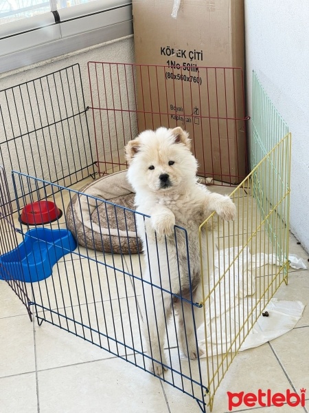 Chow Chow (çin Aslanı), Köpek  Leydi fotoğrafı