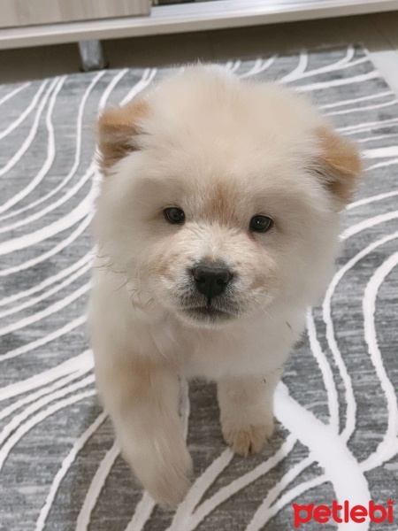 Chow Chow (çin Aslanı), Köpek  Leydi fotoğrafı