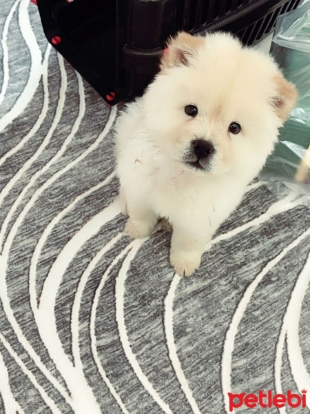 Chow Chow (çin Aslanı), Köpek  Leydi fotoğrafı