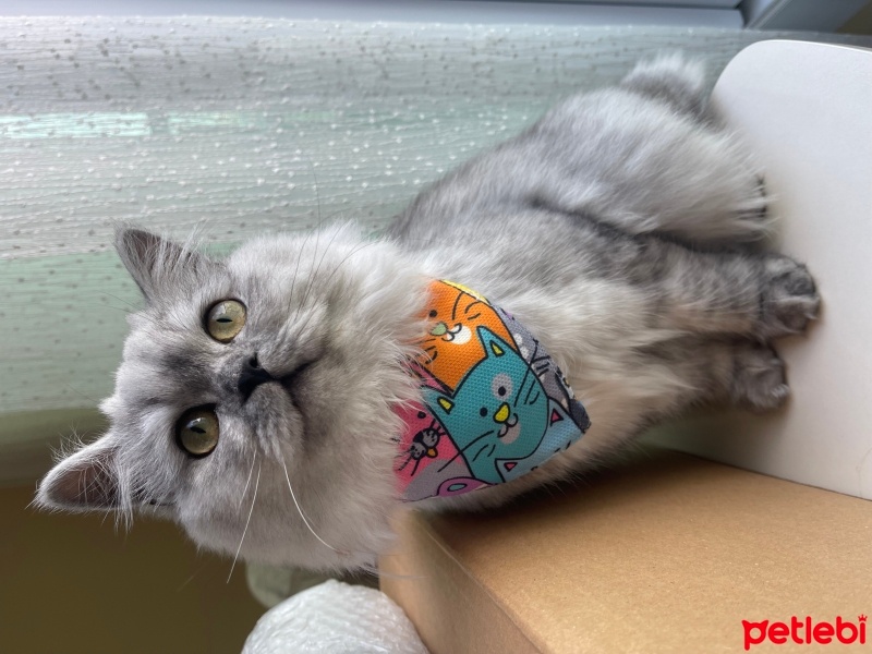 British Longhair, Kedi  Süslü fotoğrafı