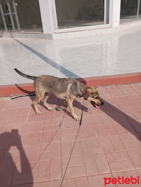 Kangal, Köpek  ÇİBO fotoğrafı