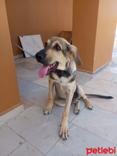 Kangal, Köpek  ÇİBO fotoğrafı