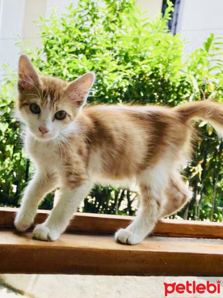 Tekir Kedi, Kedi  YORGO fotoğrafı