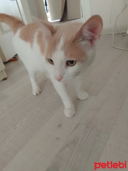 Sarman, Kedi  Paşa fotoğrafı