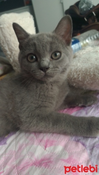 British Shorthair, Kedi  Boncuk fotoğrafı