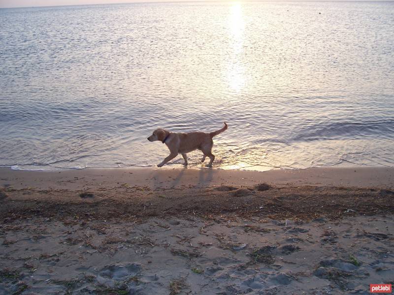 Golden Retriever, Köpek  Elsa fotoğrafı