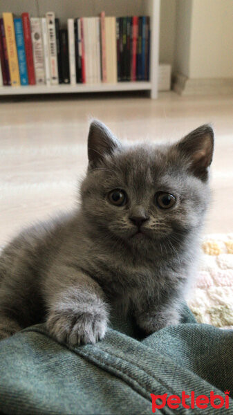 British Shorthair, Kedi  Şirin surat fotoğrafı