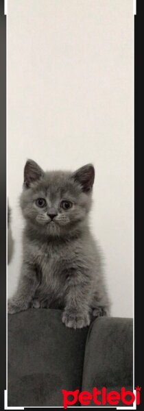 British Shorthair, Kedi  Şirin surat fotoğrafı