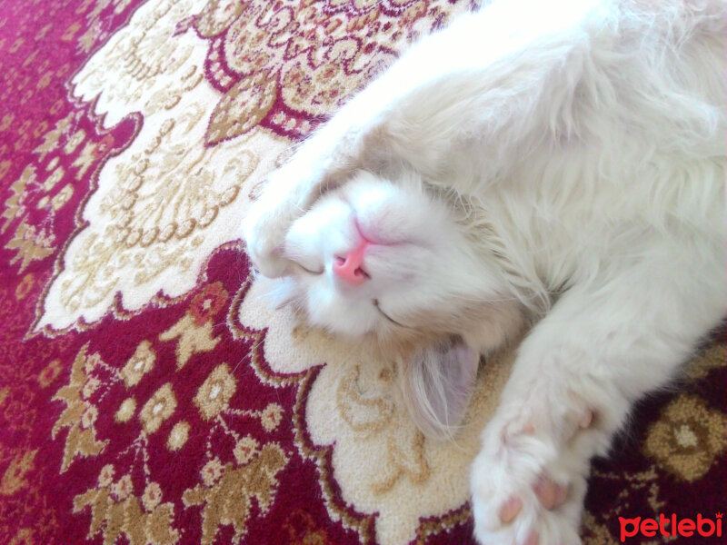 Chinchilla, Kedi  Pamuk fotoğrafı