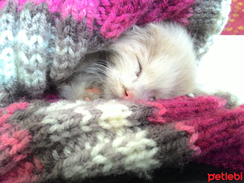 Chinchilla, Kedi  Pamuk fotoğrafı