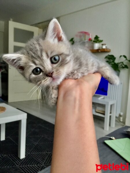 British Shorthair, Kedi  Salem fotoğrafı