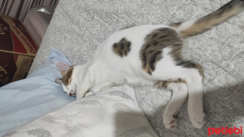 Tekir Kedi, Kedi  Leyla fotoğrafı