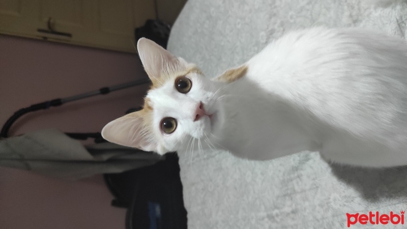 Tekir Kedi, Kedi  Kıvanç fotoğrafı