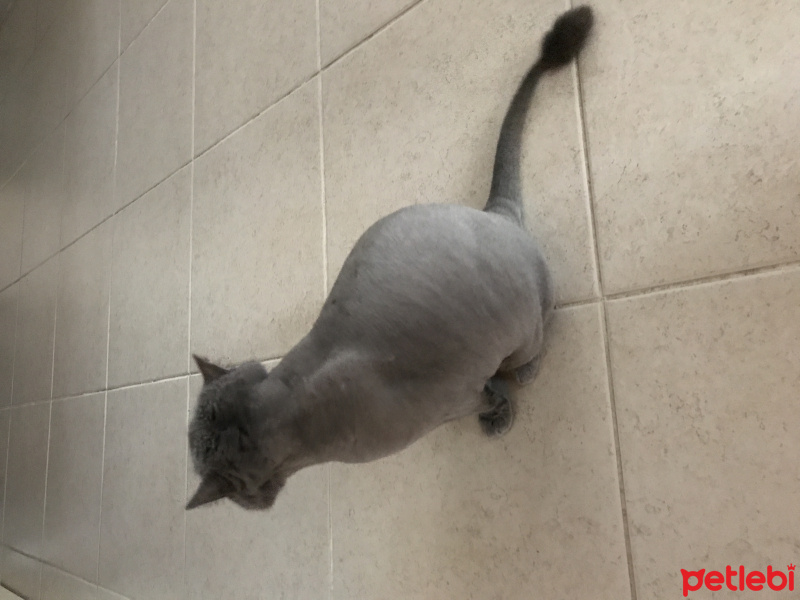 British Shorthair, Kedi  Duman fotoğrafı