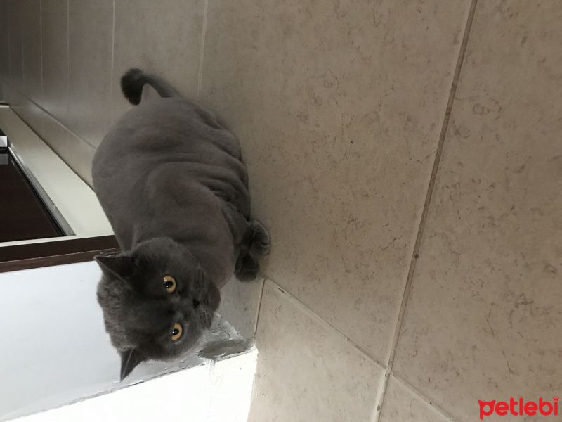 British Shorthair, Kedi  Duman fotoğrafı