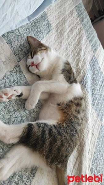 Tekir Kedi, Kedi  Fikret fotoğrafı