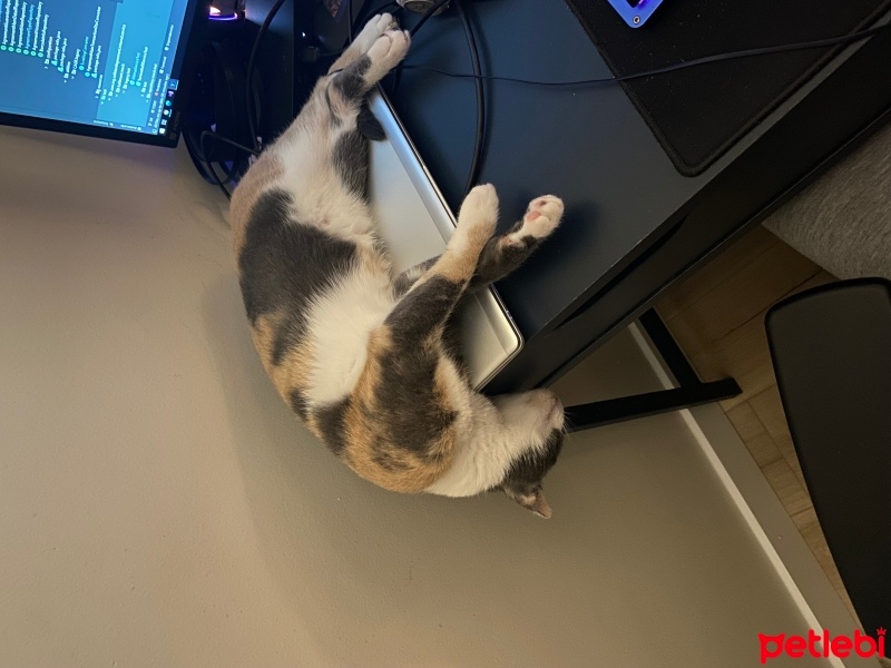 Tekir Kedi, Kedi  Şila fotoğrafı