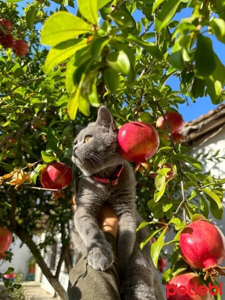 British Shorthair, Kedi  Grillo fotoğrafı