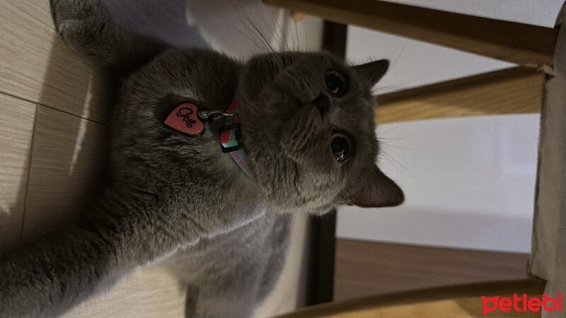 British Shorthair, Kedi  Grillo fotoğrafı