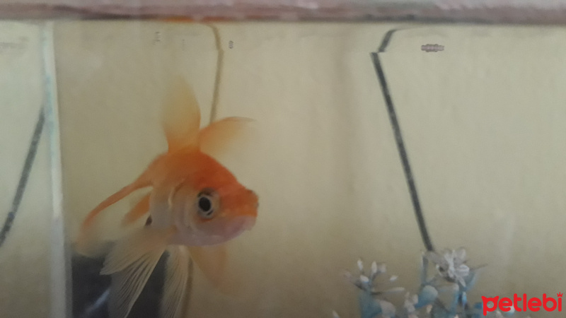 Tatlısu Akvaryumu, Akvaryum  ponyo fotoğrafı