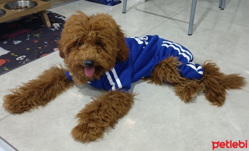 Poodle (Minyatür Kaniş), Köpek  Alf fotoğrafı