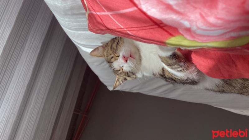 Tekir Kedi, Kedi  Mırmır fotoğrafı