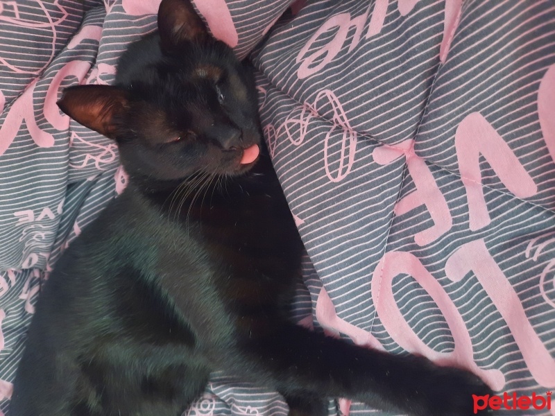 Tekir Kedi, Kedi  Zeytin fotoğrafı