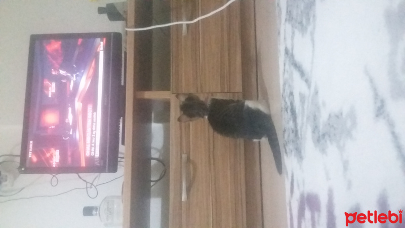 Tekir Kedi, Kedi  Mia fotoğrafı