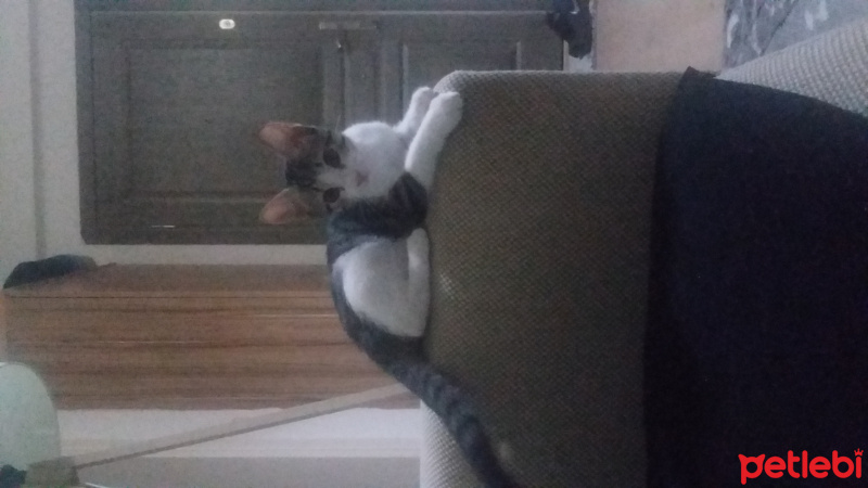 Tekir Kedi, Kedi  Mia fotoğrafı
