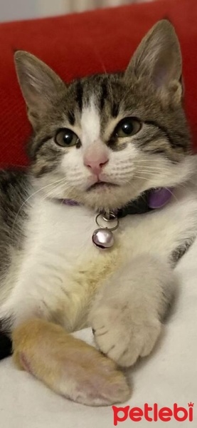 Tekir Kedi, Kedi  Suzi fotoğrafı