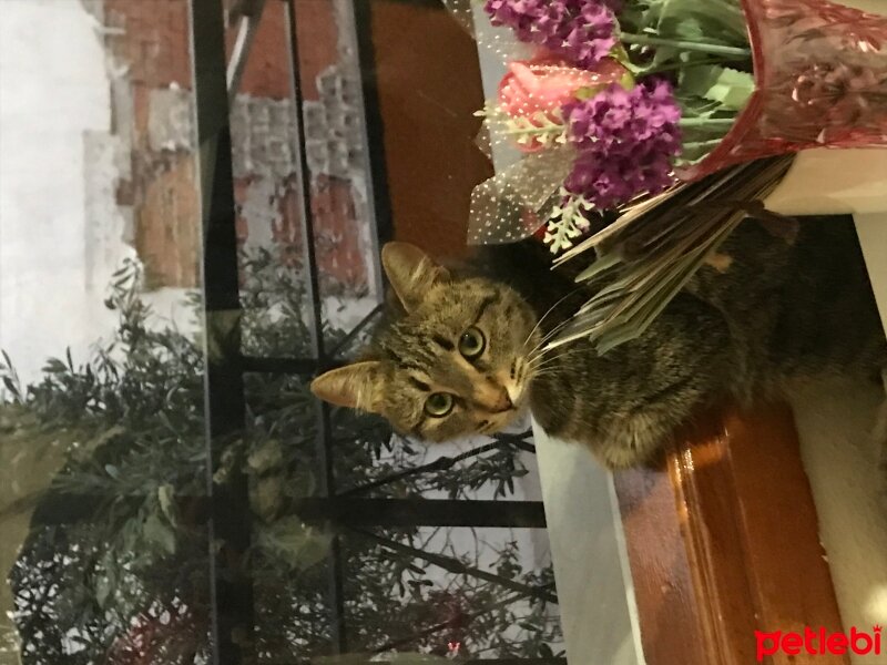 Tekir Kedi, Kedi  Lotus fotoğrafı