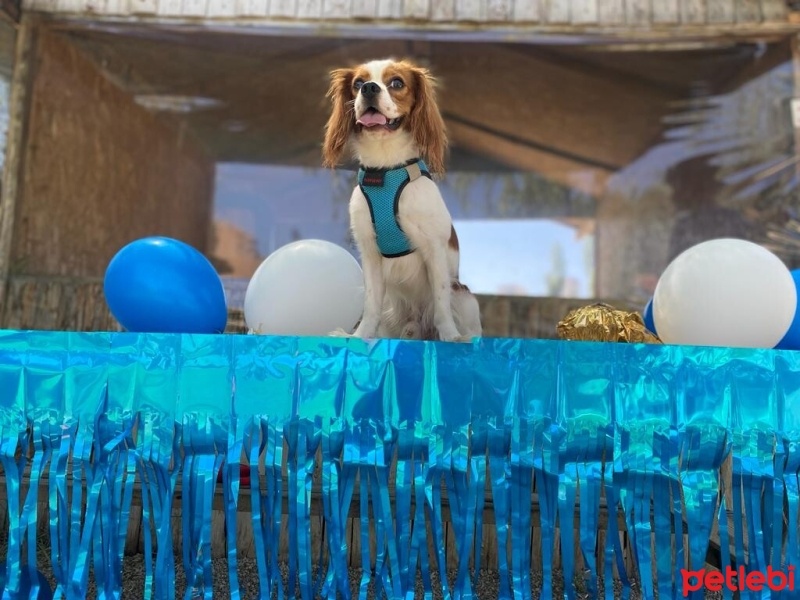 Cavalier King Charles Spanieli, Köpek  Tarçın fotoğrafı