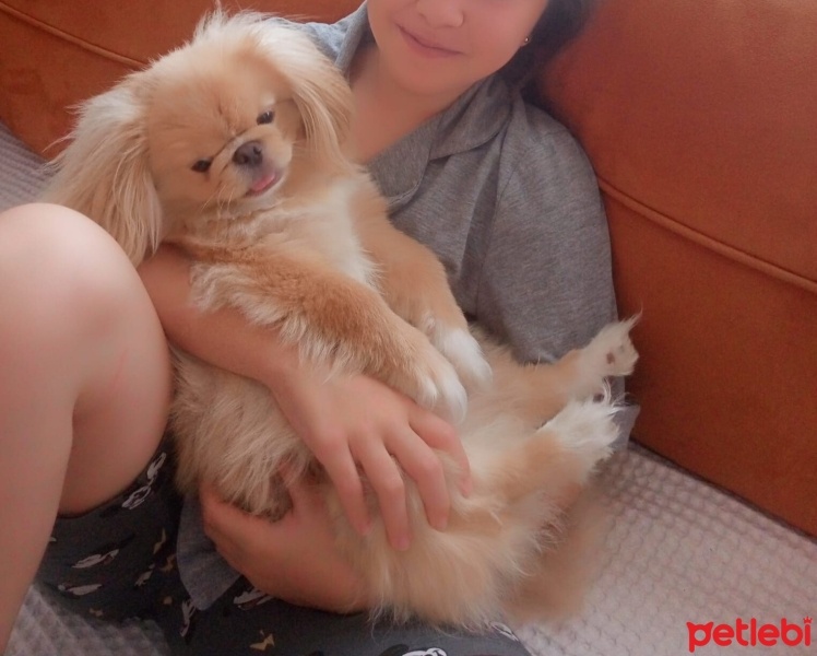 Pekingese, Köpek  Pero fotoğrafı
