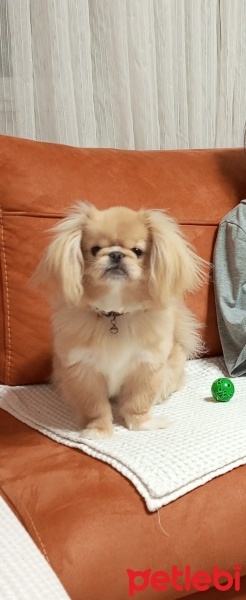 Pekingese, Köpek  Pero fotoğrafı