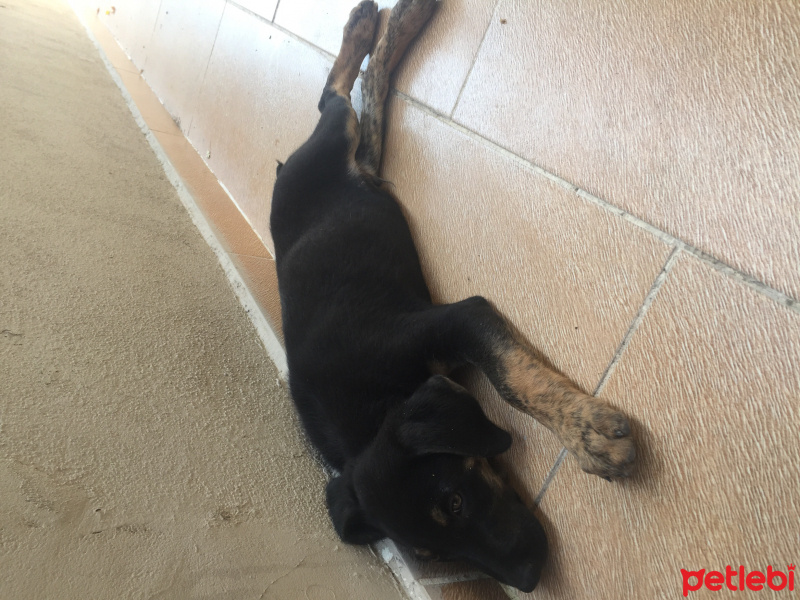 Rottweiler, Köpek  Pascal fotoğrafı