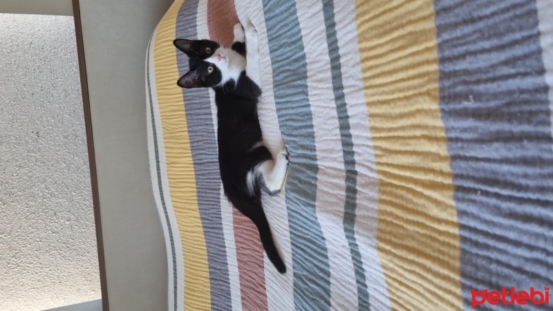 Tekir Kedi, Kedi  Barni fotoğrafı