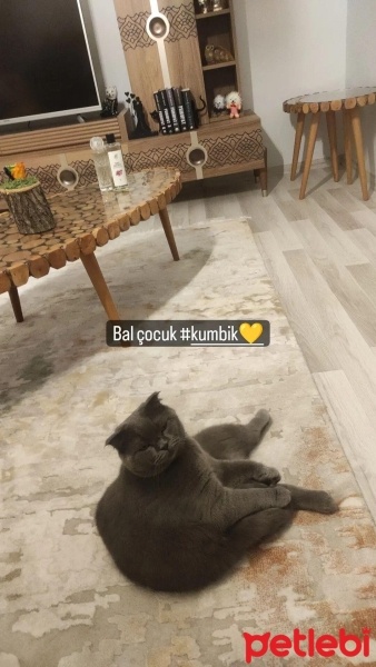 Scottish Fold, Kedi  Kumbik fotoğrafı