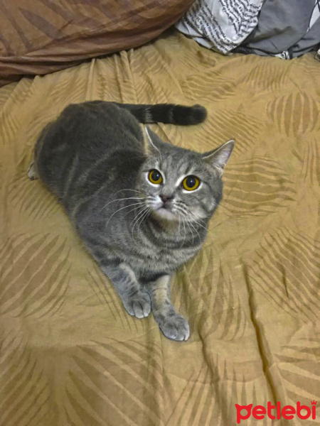 British Shorthair, Kedi  BONİBON fotoğrafı