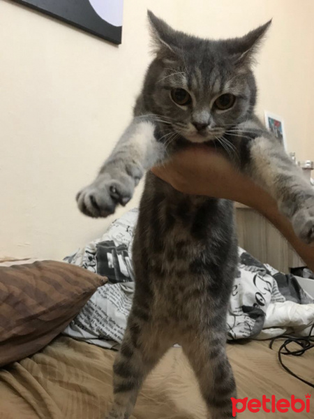 British Shorthair, Kedi  BONİBON fotoğrafı