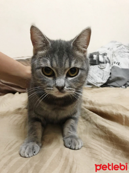British Shorthair, Kedi  BONİBON fotoğrafı