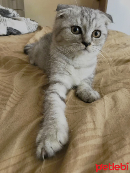 Scottish Fold, Kedi  minnoşlar fotoğrafı