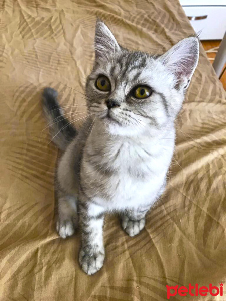 Scottish Fold, Kedi  minnoşlar fotoğrafı